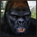 ロゴ Crazy Gorilla Rampage 記号アイコン。