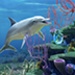 Logo Dolphin Coralreef Trial Icon