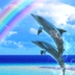 ロゴ Dolphin Rainbow Trial 記号アイコン。