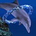 Logo Dolphin Ring Trial Icon
