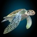 Logotipo Sea Turtle Simulator Icono de signo