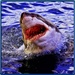 Logotipo Shark Attack Beach Survival 3d Icono de signo