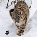 Logotipo Snow Leopard Icono de signo