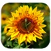 Le logo Sun Flower Clock Live Wallpaper Icône de signe.