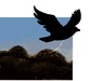 Le logo To Kill A Mocking Bird Full Novel Icône de signe.
