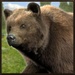 Logo Ultimate Bear Simulator Icon