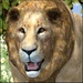Logo Ultimate Lion Simulator Icon