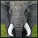 Logo Wild Elephant Simulator Icon