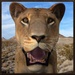 Logo Wild Lioness Simulator Icon