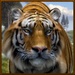 Logo Wild Tiger Simulator Icon
